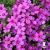 Phlox subulata Waterloo.jpg